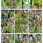 La imagen 1 de la Empresa CACTUS - SUCU-CACTUS NAO-MI Spatifilium en Francisco Alvarez AR-B