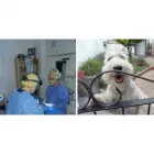 La imagen 4 de la Empresa CIVET - CONSULTORIO INTEGRAL VETERINARIO Veterinarios a Domicilio en Merlo AR-B