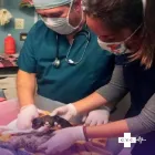 La imagen 2 de la Empresa CLINICA MEDICA Y QUIRURGICA VETERINARIA DR CAVIGLIA Mascotas en Capital Federal AR-B