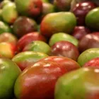 La imagen 1 de la Empresa DISFRUT Verduras Frescas en Formosa Argentina