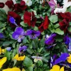 La imagen 3 de la Empresa EL PICAFLOR - PLANTAS Y FLORES Viveros en Junín AR-B