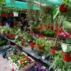 La imagen 5 de la Empresa EL PICAFLOR - PLANTAS Y FLORES Viveros en Junín AR-B
