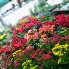 La imagen 6 de la Empresa EL PICAFLOR - PLANTAS Y FLORES Viveros en Junín AR-B