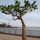 La imagen 5 de la Empresa EL REINO DE NATUVEL Tecnicas de Meditacion en Posadas AR-N	