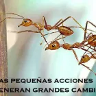 La imagen 6 de la Empresa EL SEÑOR DE LOS BICHOS Servicio de control de plagas en Córdoba Argentina