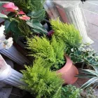 La imagen 2 de la Empresa FLORERIA CRISTAL ENVIOS A DOMICILIO Florista en Corrientes AR-W	