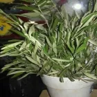 La imagen 5 de la Empresa FLORERIA CRISTAL ENVIOS A DOMICILIO Florista en Corrientes AR-W	
