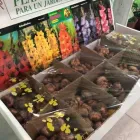 La imagen 2 de la Empresa FLORERIA Y VIVERO LOS MIRASOLES Ventas de Flores en Puerto Madryn AR-U