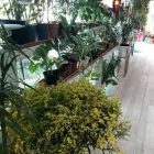 La imagen 3 de la Empresa FLORERIA Y VIVERO LOS MIRASOLES Ventas de Flores en Puerto Madryn AR-U