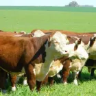 La imagen 2 de la Empresa FRIGORIFICO EL NONO SRL Ventas de Carnes por mayor en Oro Verde AR-E