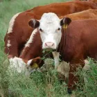 La imagen 3 de la Empresa FRIGORIFICO EL NONO SRL Ventas de Carnes por mayor en Oro Verde AR-E