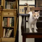 La imagen 4 de la Empresa LIBRERIA HELENA DE BUENOS AIRES Librerias - Venta De Libros en Buenos Aires AR-C