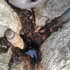 La imagen 3 de la Empresa PABLO PERRO VERDE  DAVERDES Plantines en Del Viso AR-B