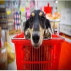 La imagen 1 de la Empresa PERRY CAT Traslado de Perros en Rosario AR-S