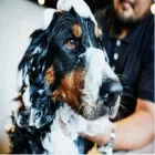 La imagen 3 de la Empresa PERRY CAT Traslado de Perros en Rosario AR-S