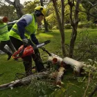 La imagen 1 de la Empresa PODARTE Servicio de poda de árboles en Capital Federal AR-B