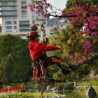 La imagen 3 de la Empresa PODARTE Servicio de poda de árboles en Capital Federal AR-B