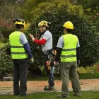 La imagen 4 de la Empresa PODARTE Servicio de poda de árboles en Capital Federal AR-B