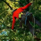 La imagen 5 de la Empresa PODARTE Servicio de poda de árboles en Capital Federal AR-B