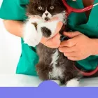 La imagen 2 de la Empresa SERVICIOS VETERINARIOS DR JORGE JONES Productos Veterinarios en Trelew AR-U