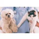 La imagen 1 de la Empresa VETERINARIA HUESITOS Hospital de animales en José Ingenieros AR-B