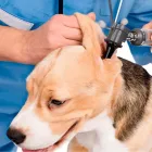 La imagen 2 de la Empresa VETERINARIA HUESITOS Hospital de animales en José Ingenieros AR-B
