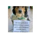 La imagen 1 de la Empresa VETERINARIA LA CUCHA-CLINICA-CIRUGIA-ENVIOS Vacunas para Animales en Formosa Argentina