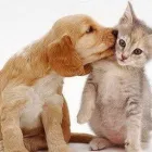 La imagen 1 de la Empresa VETERINARIA LA HUELLA Hospital de animales en Bolívar AR-B