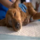 La imagen 2 de la Empresa VETERINARIA ONCOLÓGICA Hospital de animales en Bahía Blanca AR-B