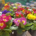 La imagen 1 de la Empresa VIVERO SAN CAYETANO Viveros en Mendoza AR-M	