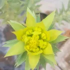 La imagen 4 de la Empresa VIVERO SAN CAYETANO Viveros en Mendoza AR-M	