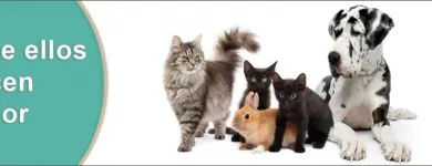 La imagen 1 de la Empresa LAS MASCOTAS DE FEDE Vacunacion de Animales en Capital Federal AR-B