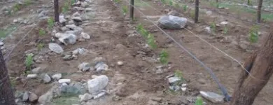 La imagen 1 de la Empresa MASSUD MADERAS Varillas en Mendoza AR-M	