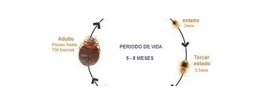 La imagen 4 de la Empresa QUITAPLAGAS XXX en Adrogué AR-B