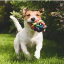 CLINICA VETERINARIA PUEYRREDON Veterinarios a Domicilio en Comodoro Rivadavia AR-U