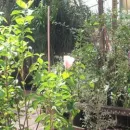 MIS YUYITOS Viveros en Cañada de Gomez AR-S