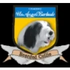 UN ANGEL BARBUDO CRIADERO DE BEARDED COLLIE